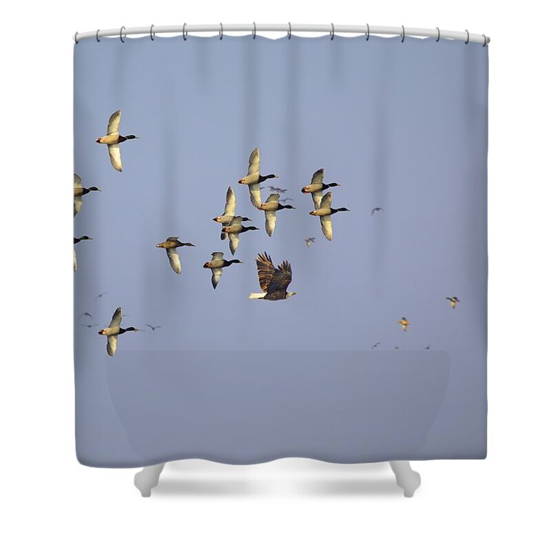 Eagle Shower Curtain featuring the photograph Hunt In Progress by Bonfire Photography