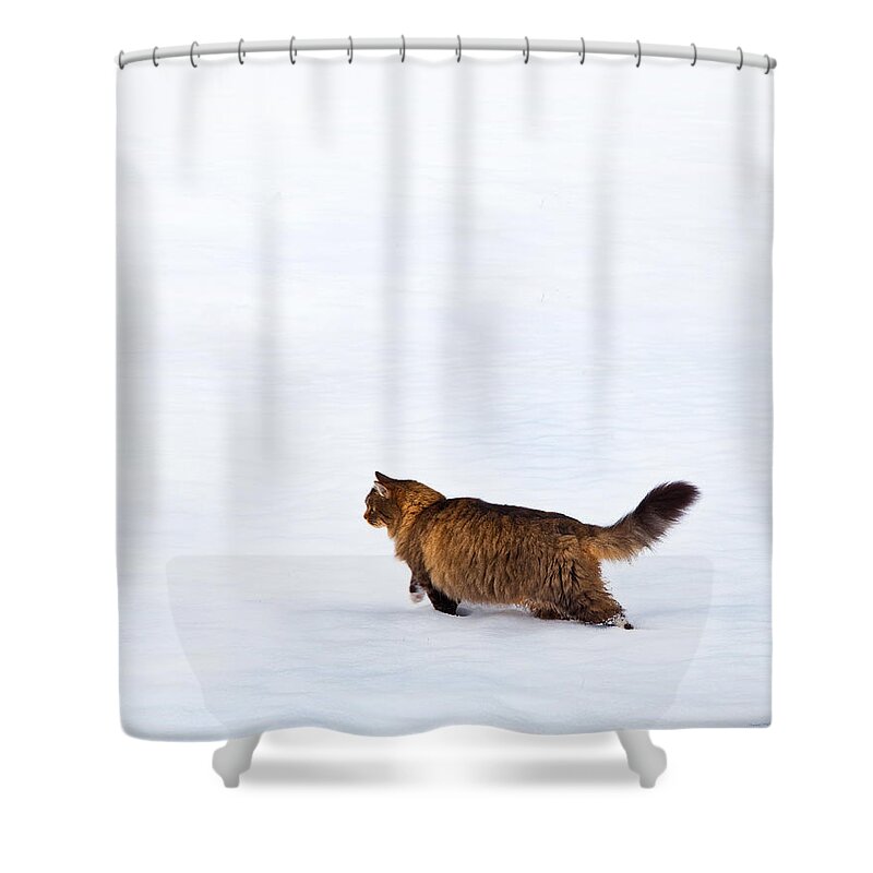 Domestic Cats Shower Curtain featuring the photograph Hunter At Work by Theresa Tahara