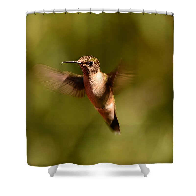 Hummingbird Shower Curtain featuring the photograph Hurry Up and Take My Picture by Lori Tambakis
