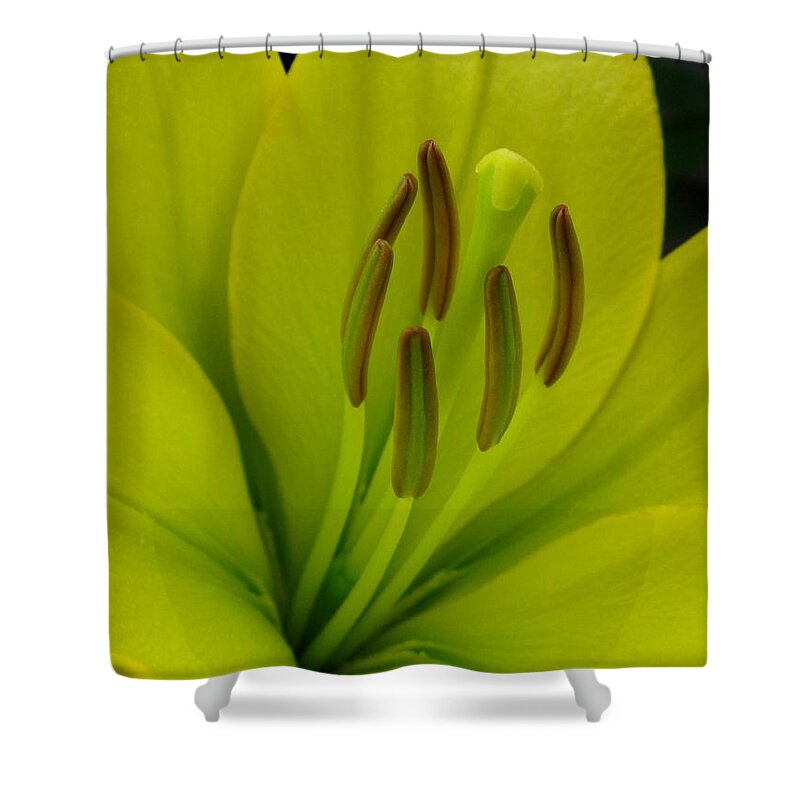 Hybrid Lily Shower Curtain featuring the photograph Hybrid Lily named Trebbiano by J McCombie
