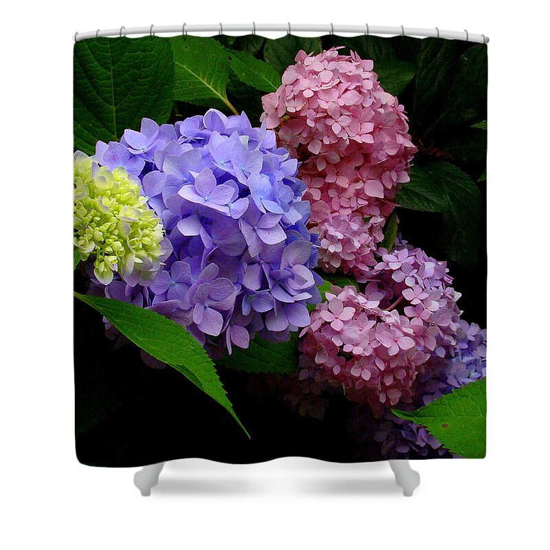 Fine Art Shower Curtain featuring the photograph Hydrangea Glow by Rodney Lee Williams