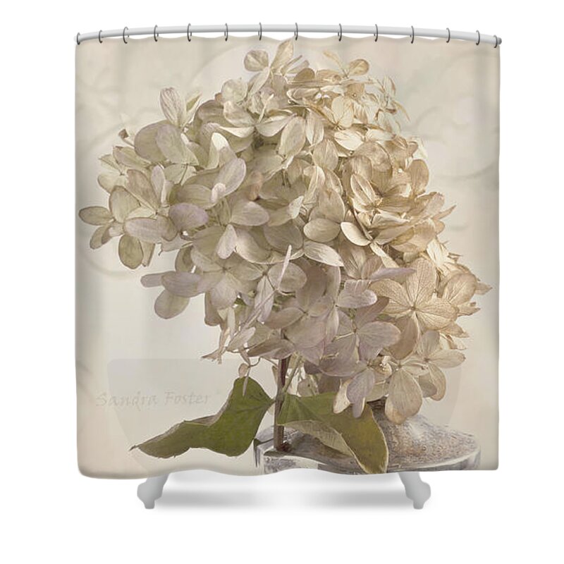 Hydrangea Shower Curtain featuring the photograph Hydrangea Softness by Sandra Foster