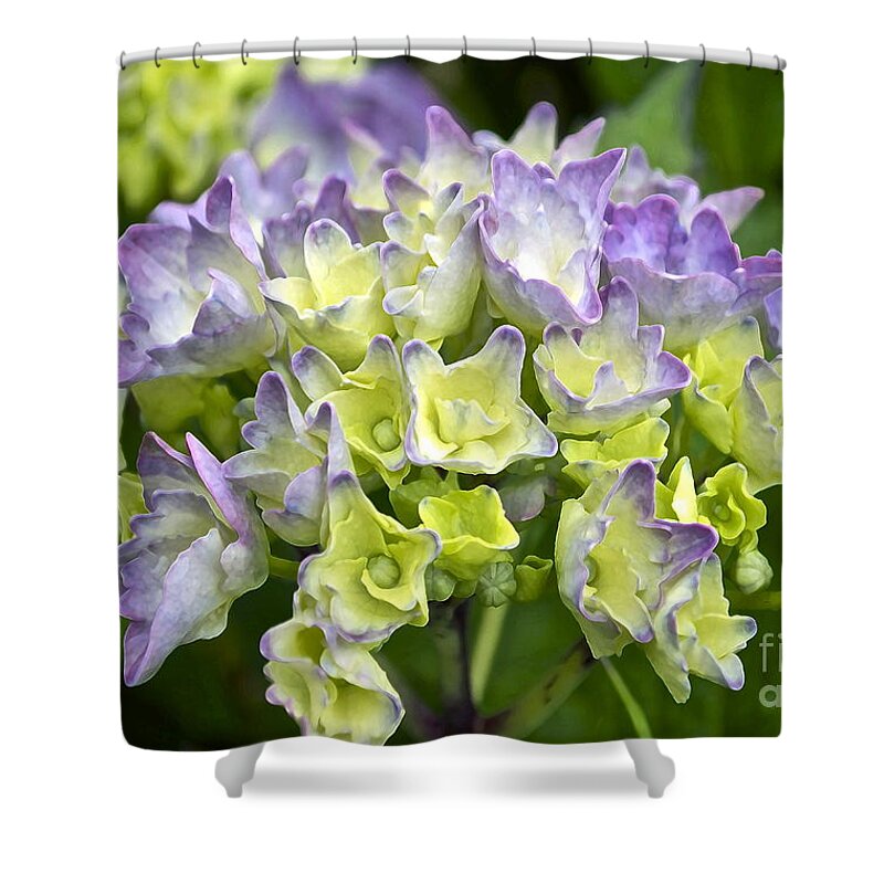 Hydrangea Shower Curtain featuring the photograph Hydrangeas Galore by Gwyn Newcombe