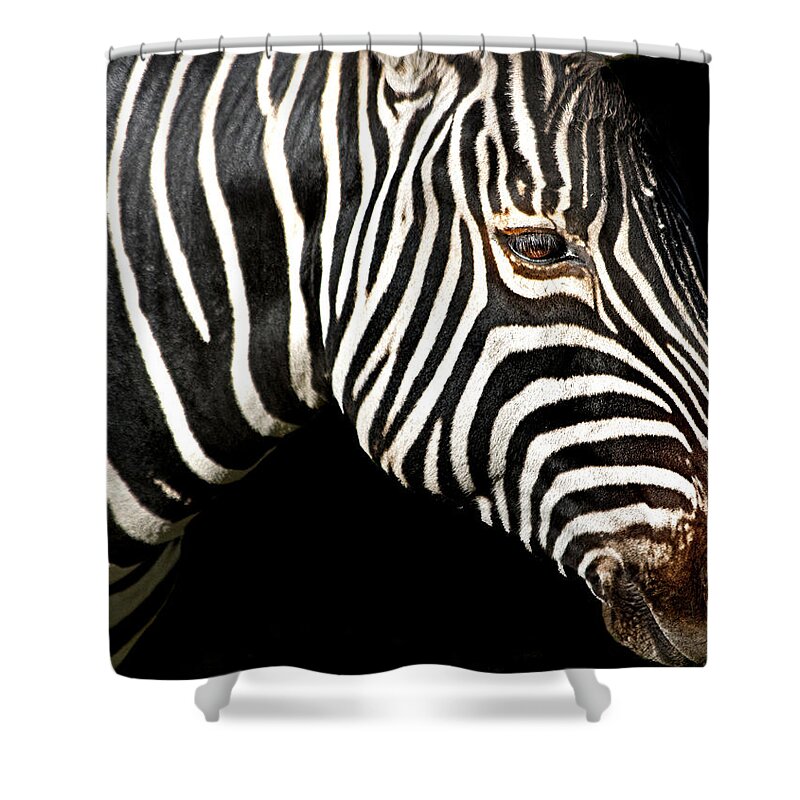 Zebra Shower Curtain featuring the photograph I Am A Zebra by Miroslava Jurcik