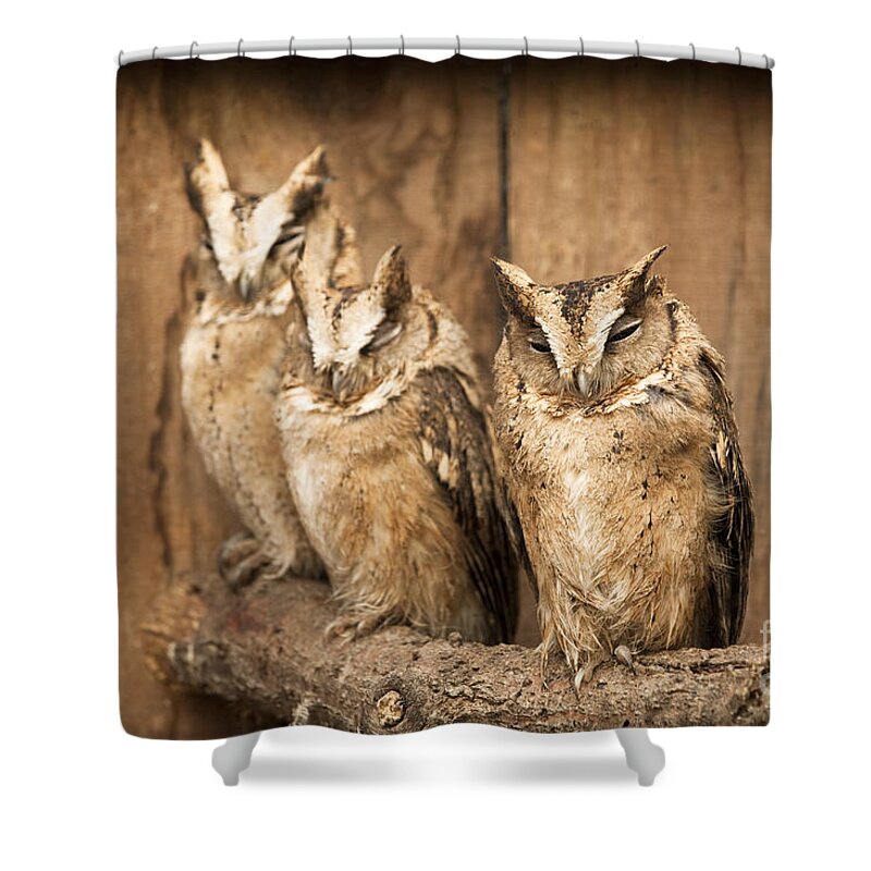 3 Shower Curtain featuring the photograph I Am Almost Awake by Anne Gilbert