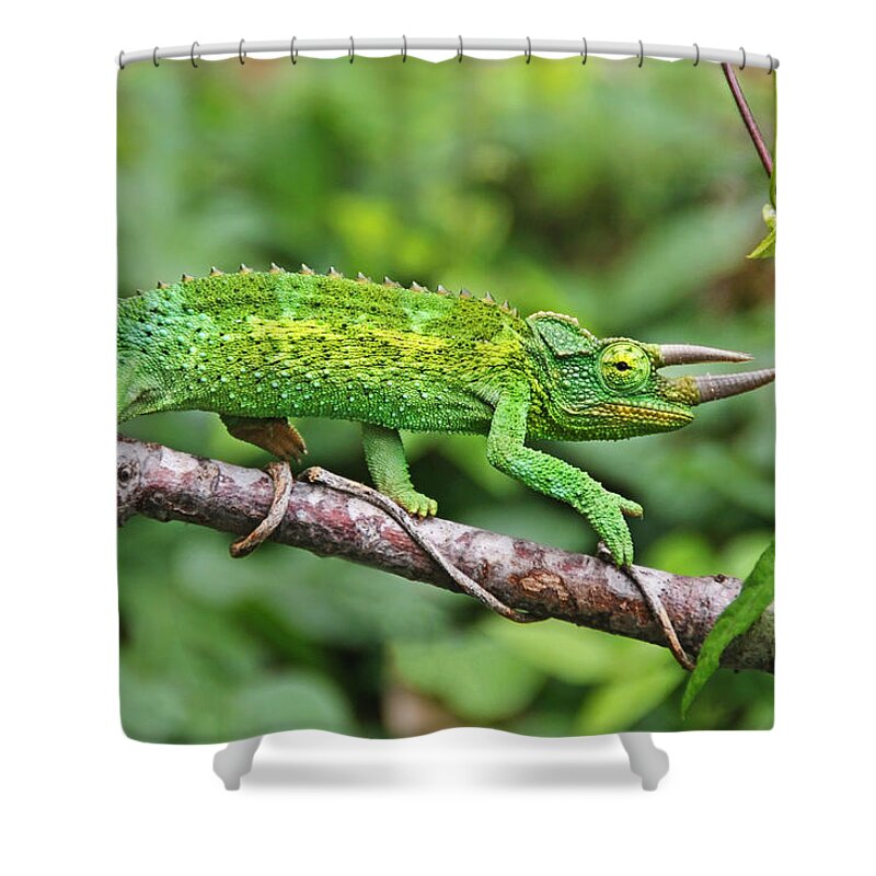 Green Animals Shower Curtain featuring the photograph I Am Not A Pickle by Peggy Collins