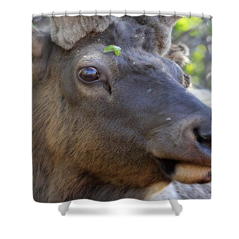 Elk Shower Curtain featuring the photograph I Have What On My Face? by Shane Bechler