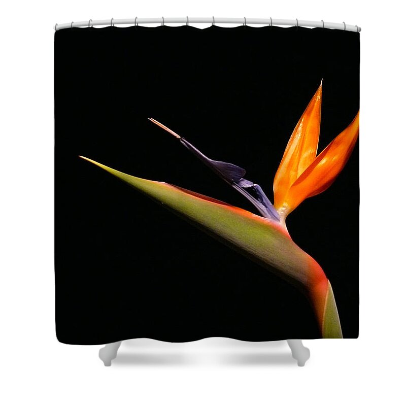 Bird Of Paradise Shower Curtain featuring the photograph I love you too by Evelyn Tambour