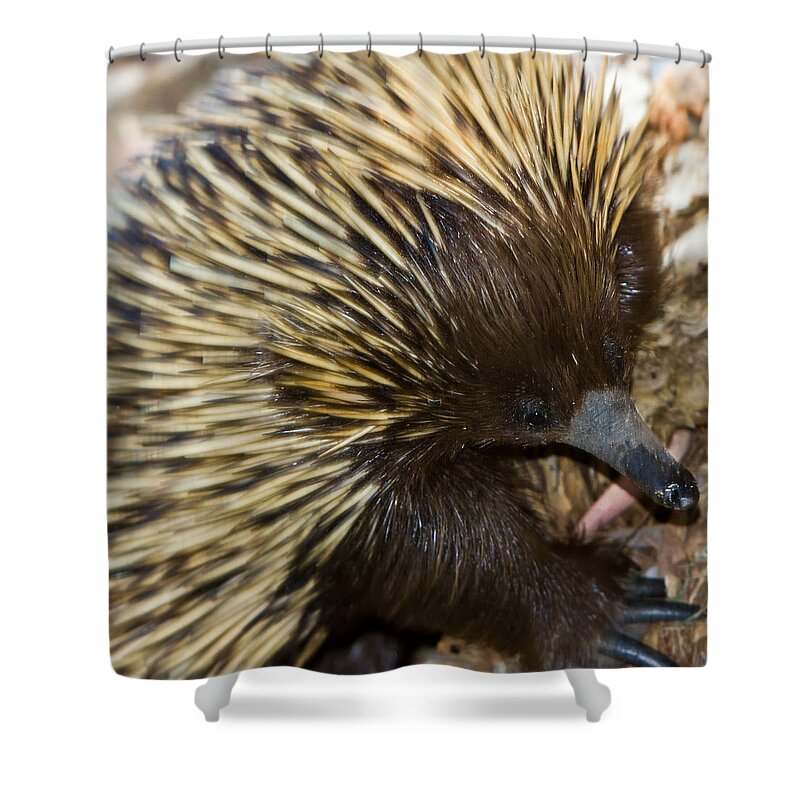 Echidna Shower Curtain featuring the photograph I see some ants by Miroslava Jurcik