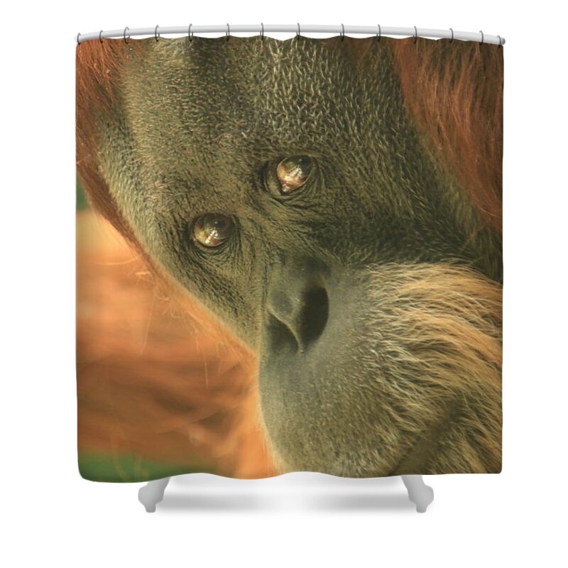 Mood Shower Curtain featuring the photograph I See You There by Laddie Halupa