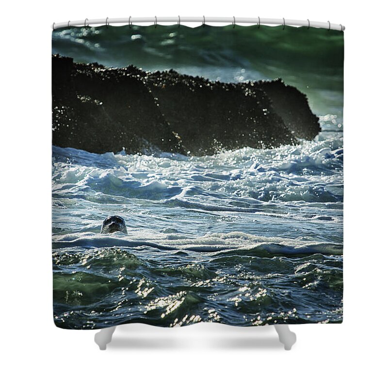 Seal Shower Curtain featuring the photograph I Spy a Seal by Belinda Greb