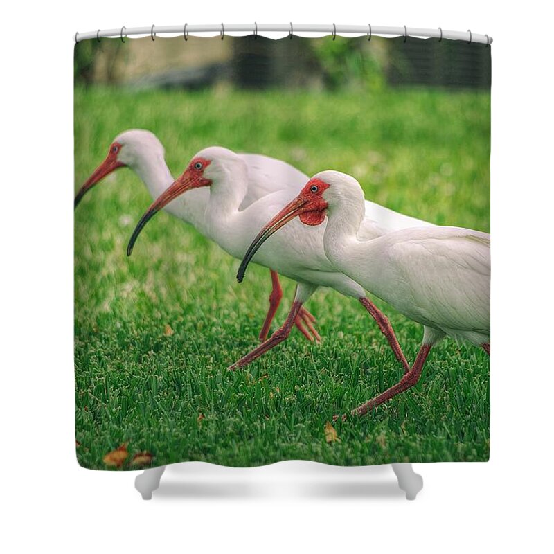 White Ibis Shower Curtain featuring the photograph Ibis Lawn Service by Dennis Baswell