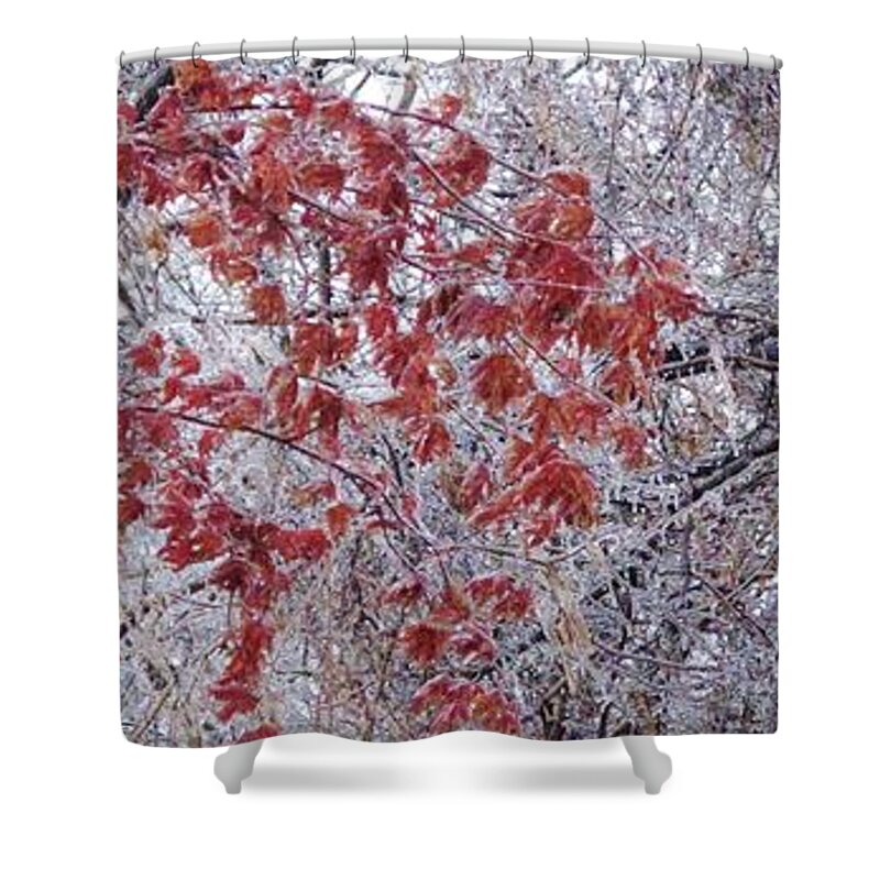 Maple Shower Curtain featuring the photograph Icy Red by Ian MacDonald