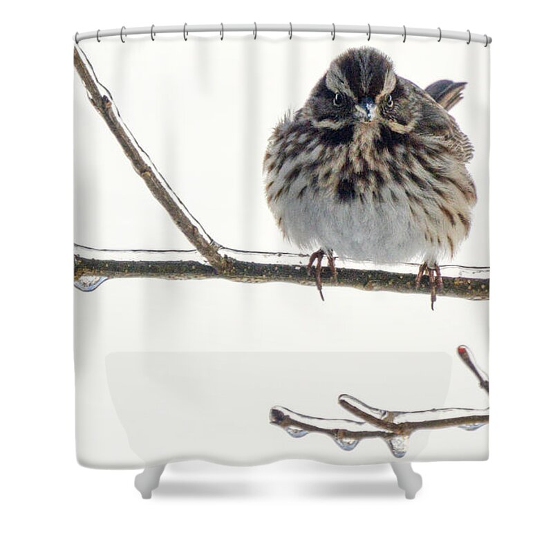 Sparrow Shower Curtain featuring the photograph Icy Sparrow by Lynellen Nielsen