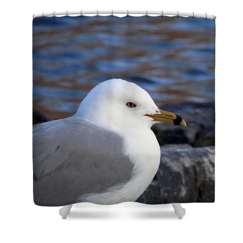 Gull Shower Curtain featuring the photograph If Only You Could See the World Through My Eyes by Zinvolle Art