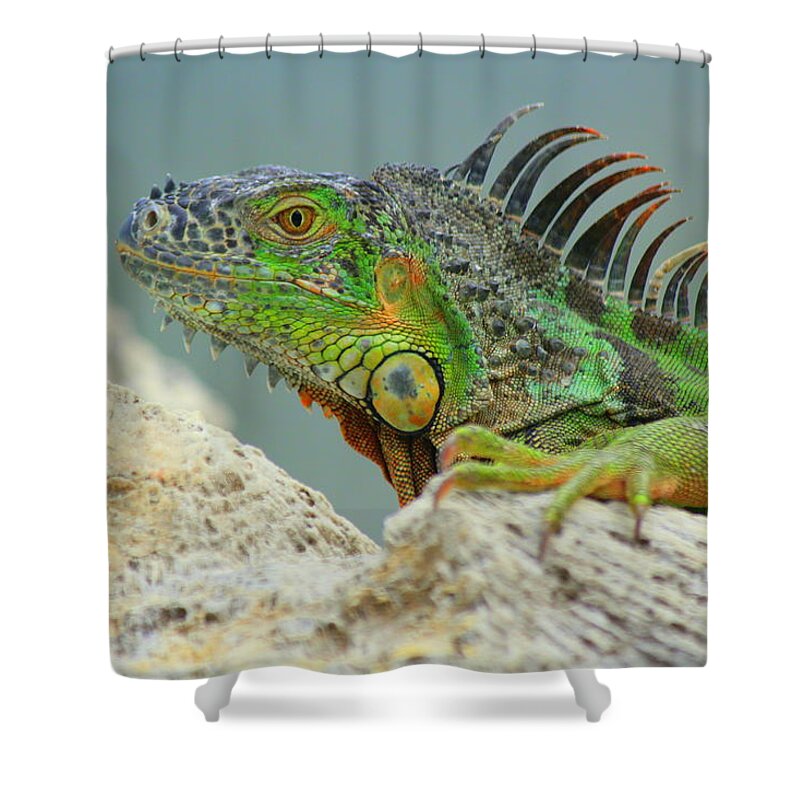 Iguana Shower Curtain featuring the photograph Iggy II by Jo Sheehan