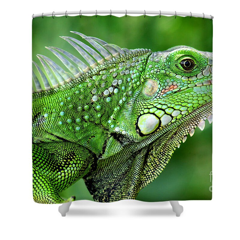 Nature Shower Curtain featuring the photograph Iguana by Francisco Pulido