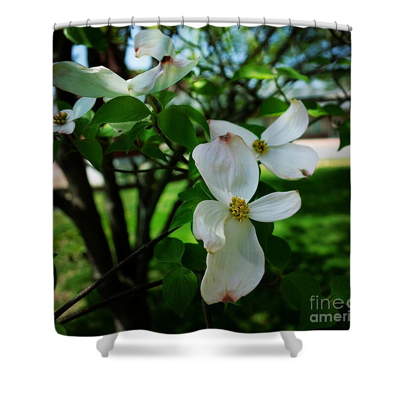 Vandalia Illinois Shower Curtain featuring the photograph Illinois Capitol Dogwood by Luther Fine Art