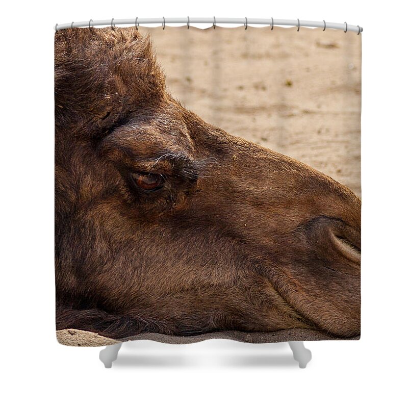 Nature Shower Curtain featuring the photograph I'm Bored by Steven Reed