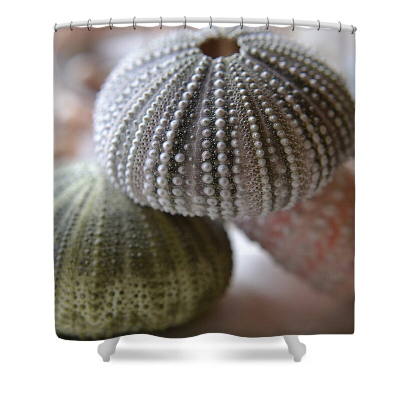 Seashells Shower Curtain featuring the photograph Imagination by Melanie Moraga