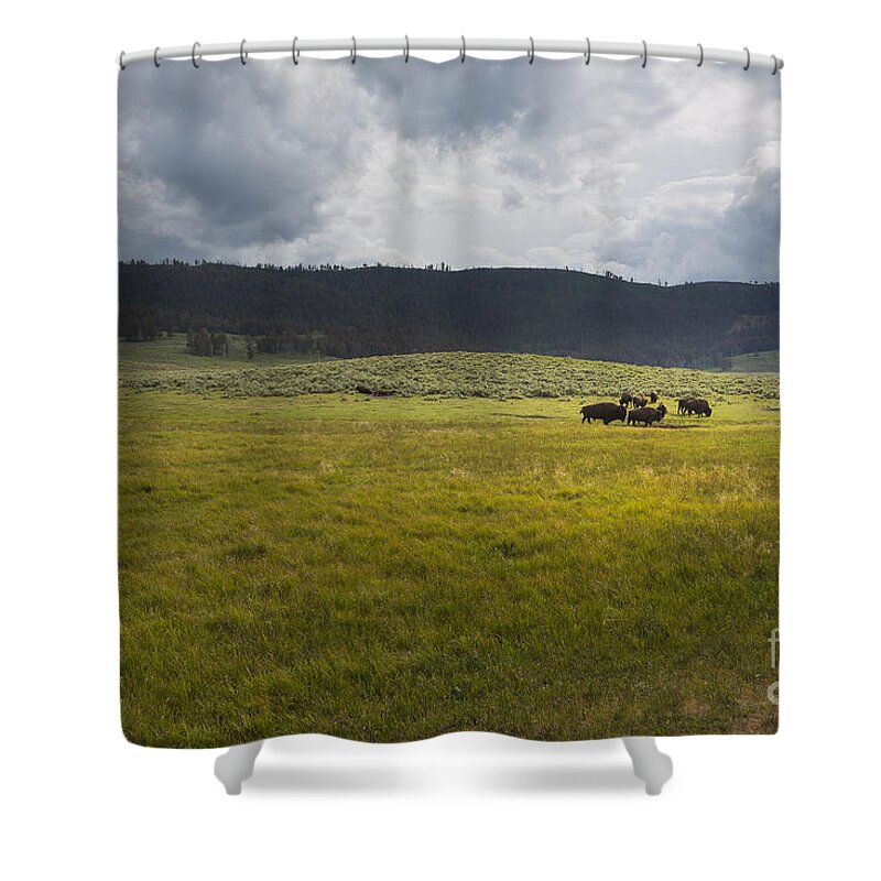 Buffalo Shower Curtain featuring the photograph Imagine by Belinda Greb