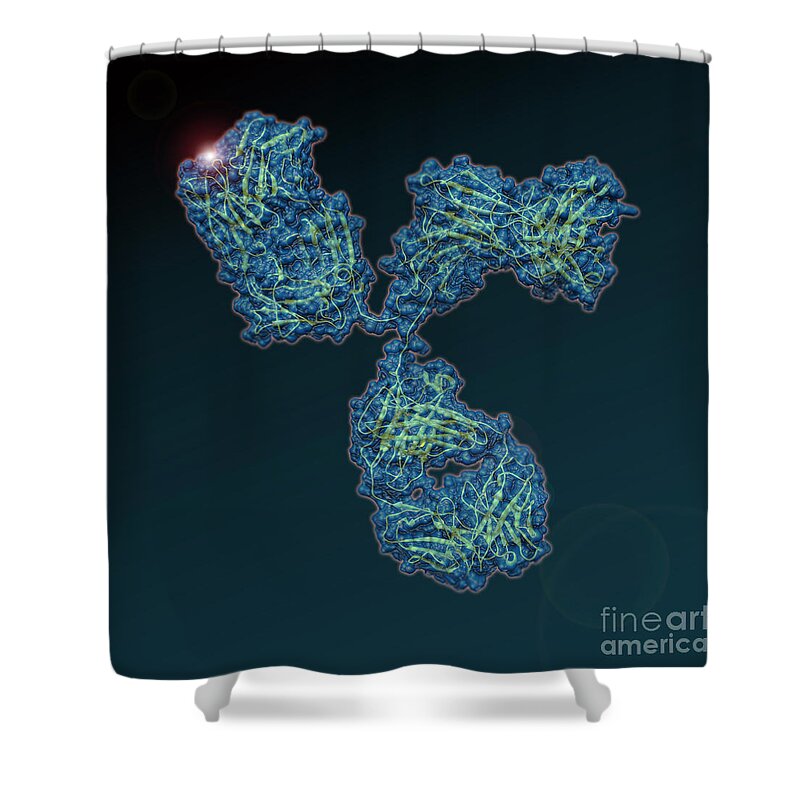 Science Shower Curtain featuring the photograph Immunoglobulin G Antibody by Evan Oto