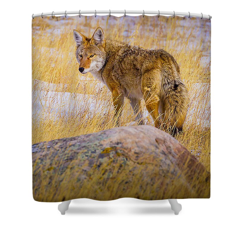 Coyote Shower Curtain featuring the photograph In Ancient Feral Tongue by Fred J Lord