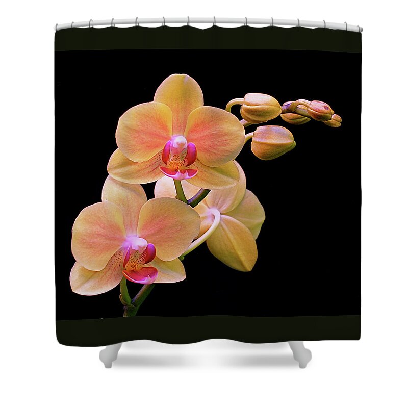 Orchid Shower Curtain featuring the photograph In Bloom by Rona Black