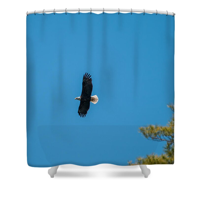 Bald Eagle Shower Curtain featuring the photograph In Flight by Brenda Jacobs