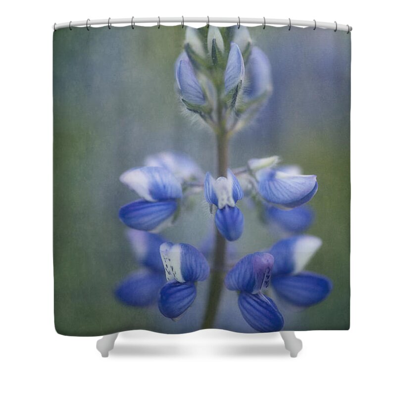 Lupinus Kuschei Shower Curtain featuring the photograph In Full Bloom by Priska Wettstein