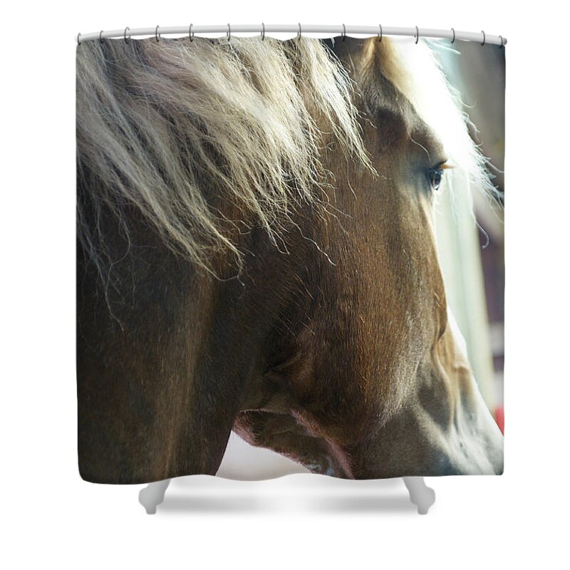 Horse Shower Curtain featuring the photograph In His Farthest Wanderings Still He Sees by Linda Shafer