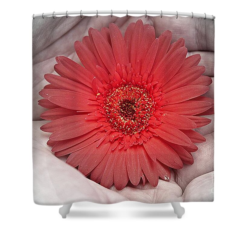 Gerbera Shower Curtain featuring the photograph In Strong Hands by Clare Bevan