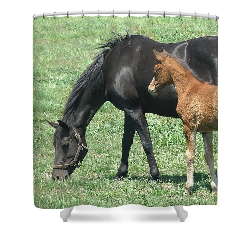Horse Shower Curtain featuring the photograph In the Field by Debby Pueschel