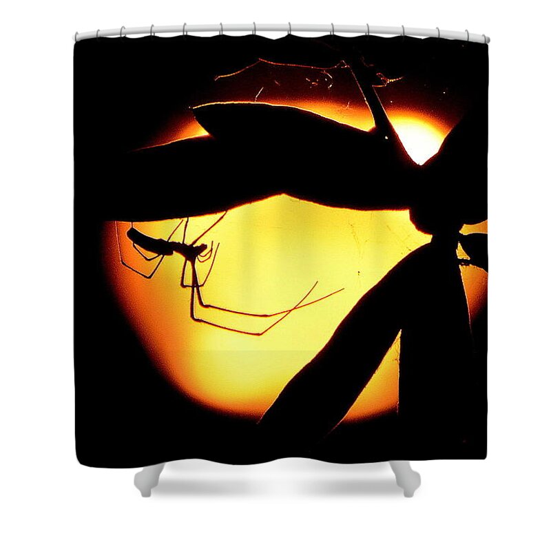 Insect Shower Curtain featuring the photograph In The Shadows by Charlotte Schafer