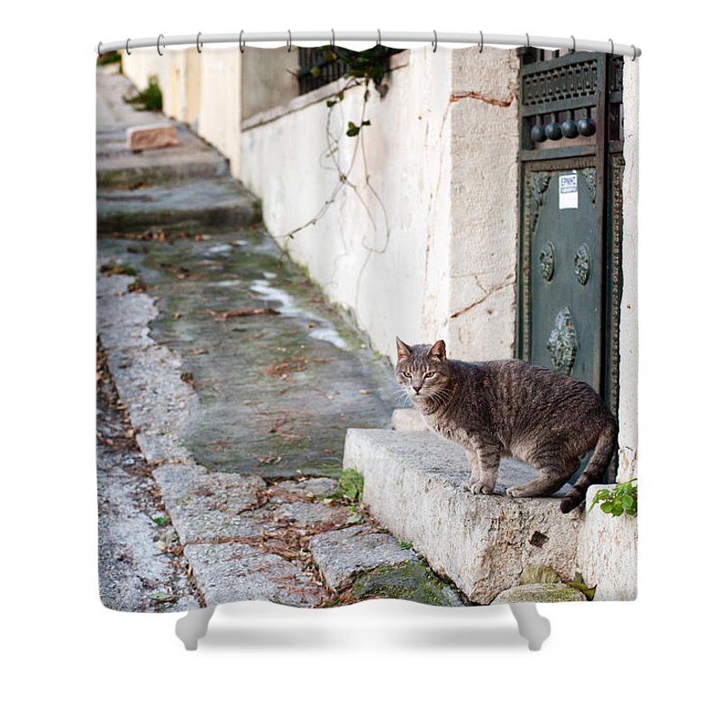 Cat Shower Curtain featuring the photograph In the streets of Athens by Laura Melis