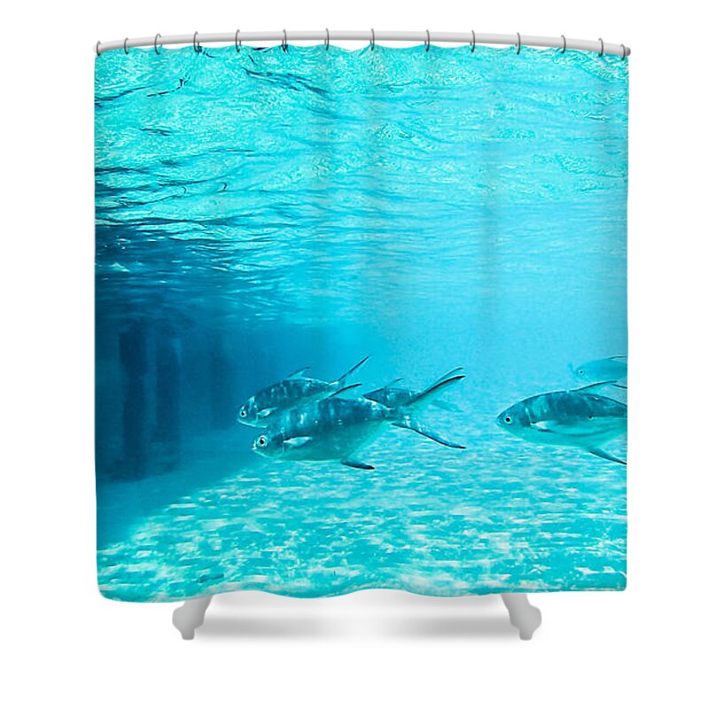 Animal Shower Curtain featuring the photograph In The Turquoise Water by Hannes Cmarits