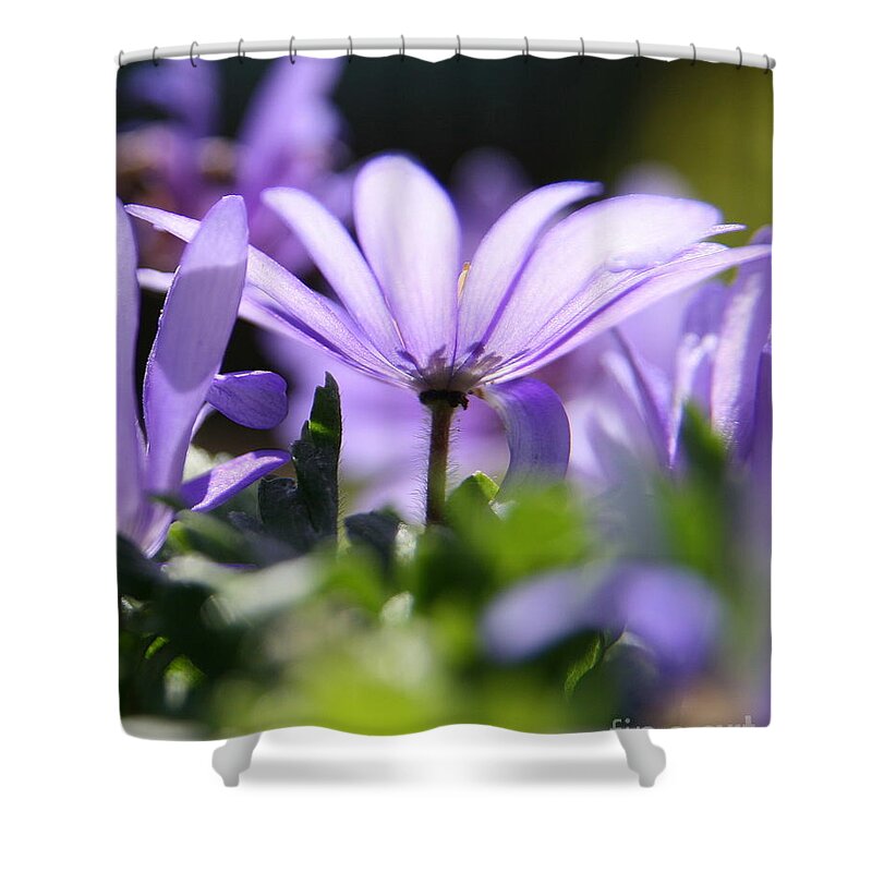 Purple Shower Curtain featuring the photograph Floral Purple Light by Neal Eslinger