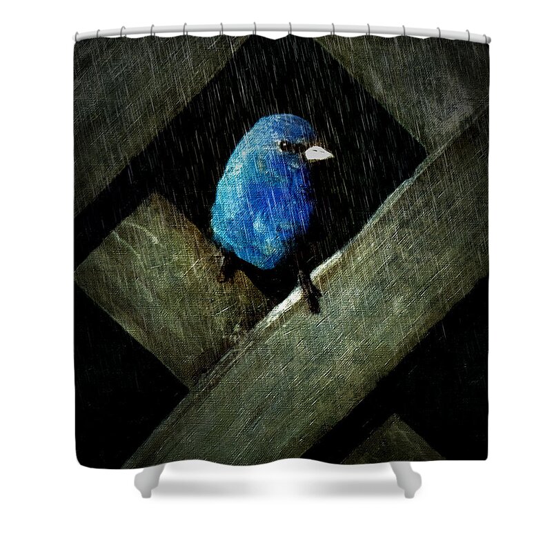 Rebecca Korpita Shower Curtain featuring the photograph Indigo Bunting Bird - Night Rain by Rebecca Korpita