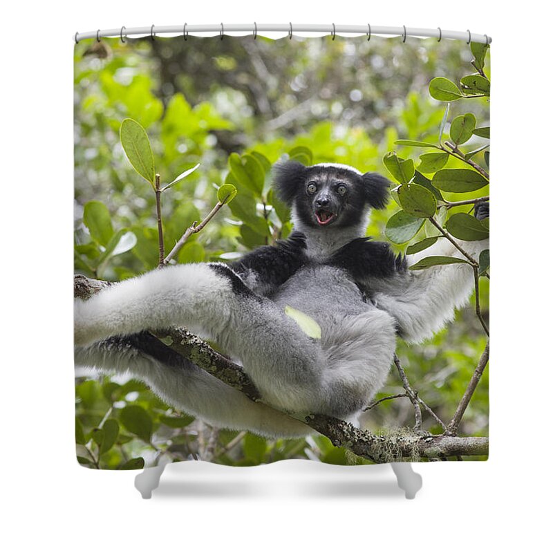 Feb0514 Shower Curtain featuring the photograph Indri Calling Madagascar by Suzi Eszterhas