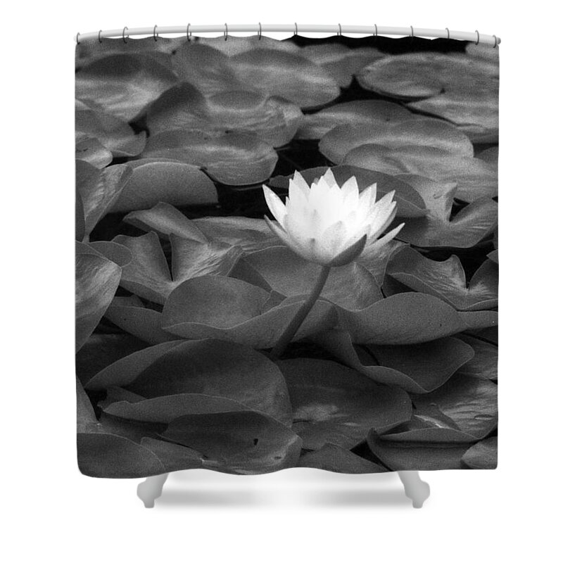 Water Lily Shower Curtain featuring the photograph Infrared - Water Lily 04 by Pamela Critchlow