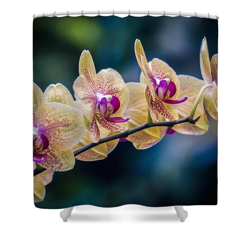 Orchids Shower Curtain featuring the photograph Inner Beauty by Sara Frank