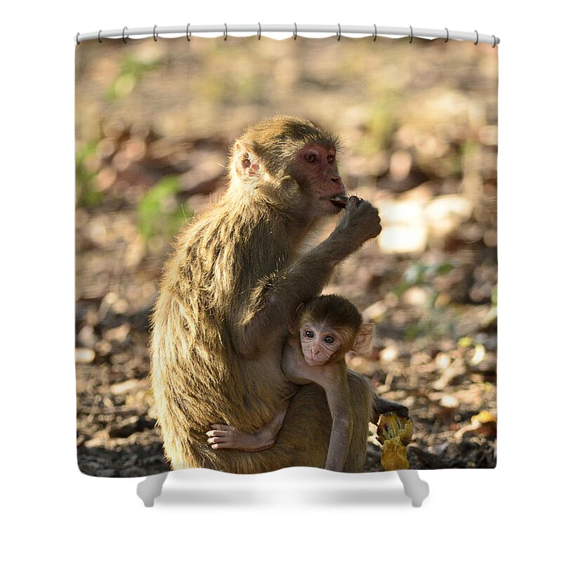 Monkey Shower Curtain featuring the photograph Inquisitive by Fotosas Photography