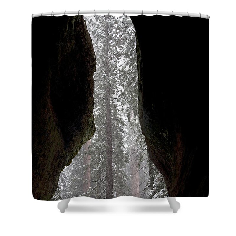 Giant Sequoia Shower Curtain featuring the photograph Inside Giant Sequoia by Gregory G. Dimijian, M.D.