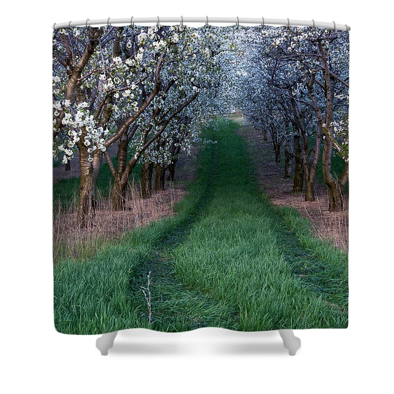 Flower Shower Curtain featuring the photograph Into the Cherry Orchard at Evening by Mary Lee Dereske