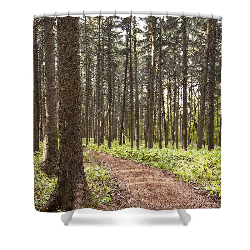 Autumn Trees Shower Curtain featuring the photograph Into the Forest by Patty Colabuono
