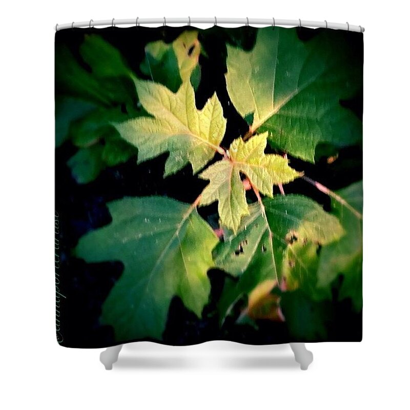Nature Shower Curtain featuring the photograph Into The Light by Anna Porter
