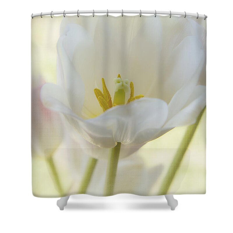 White Flower Shower Curtain featuring the photograph Into the Light by Kim Hojnacki