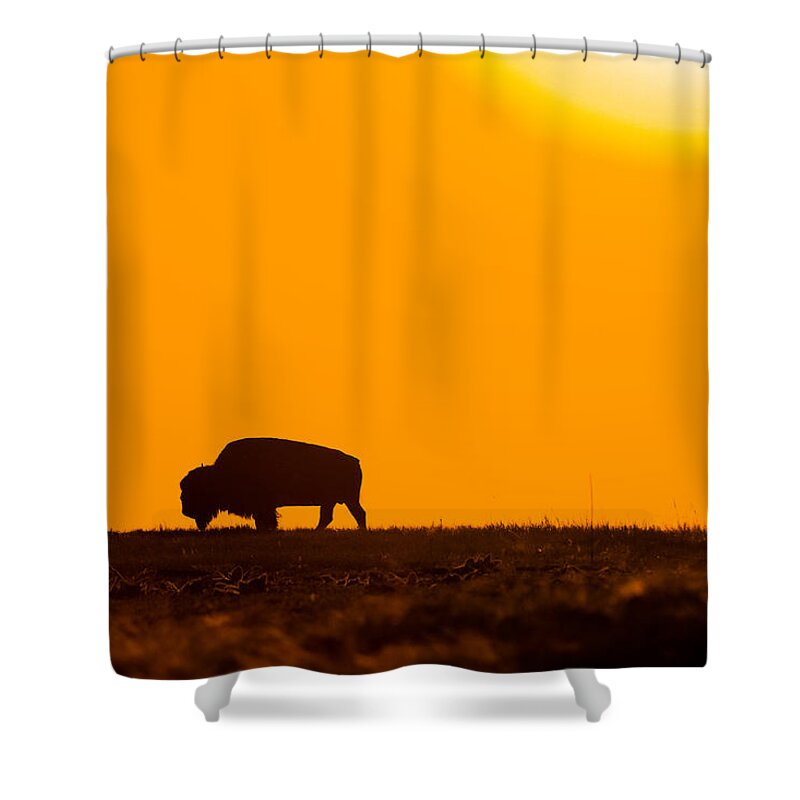 Bison Shower Curtain featuring the photograph Into The Night by Donald J Gray