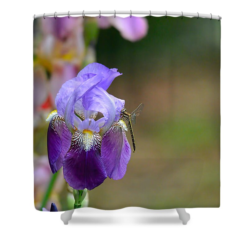 Iris Germanica Shower Curtain featuring the photograph Iris and the Dragonfly 1 by Jai Johnson
