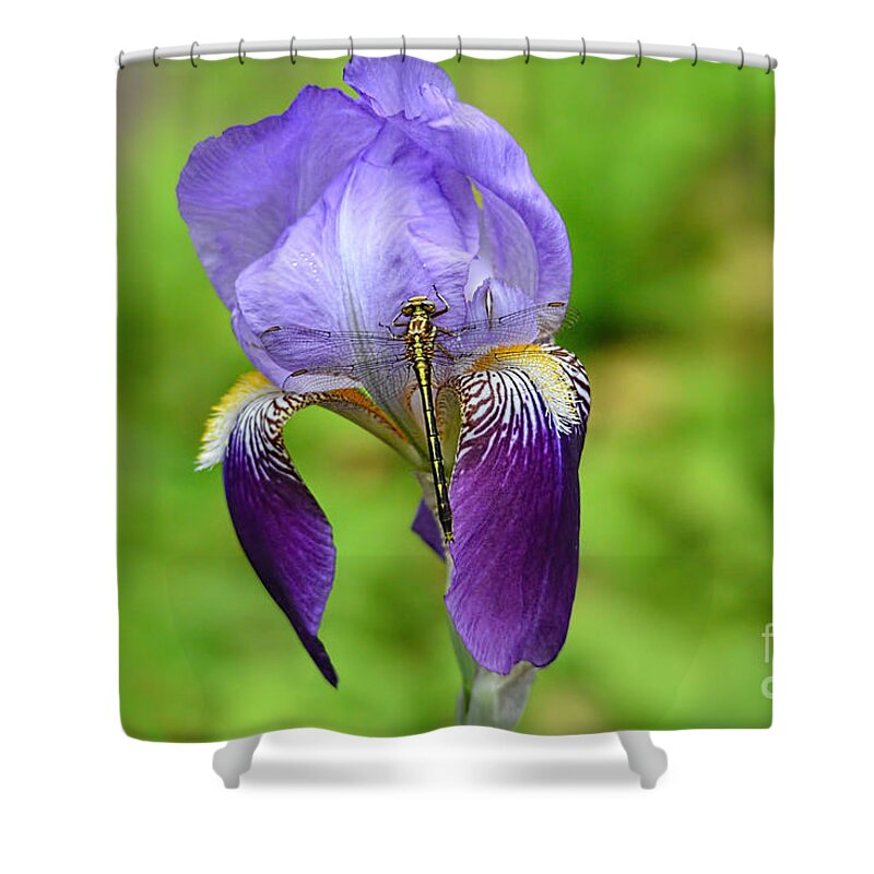 Iris Germanica Shower Curtain featuring the photograph Iris and the Dragonfly 3 by Jai Johnson